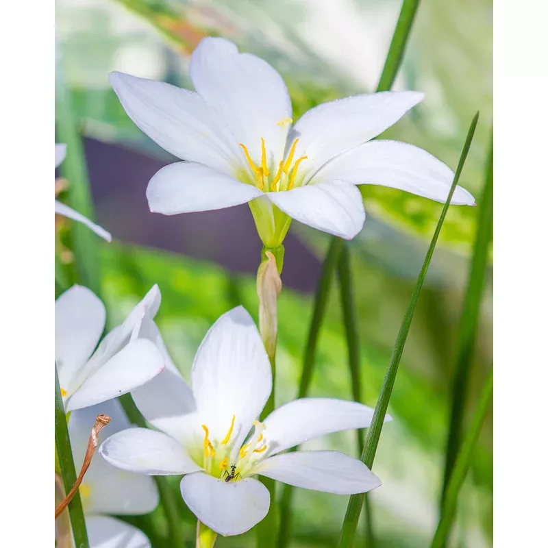 Zephyranthes candida
