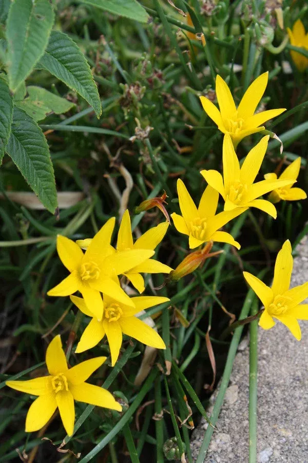 Zephyranthes flavissima