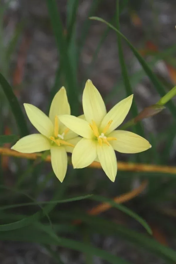 Zephyranthes primulina