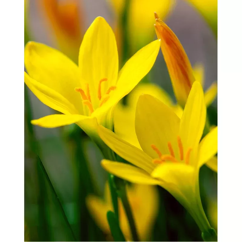 Zephyranthes sulphurea