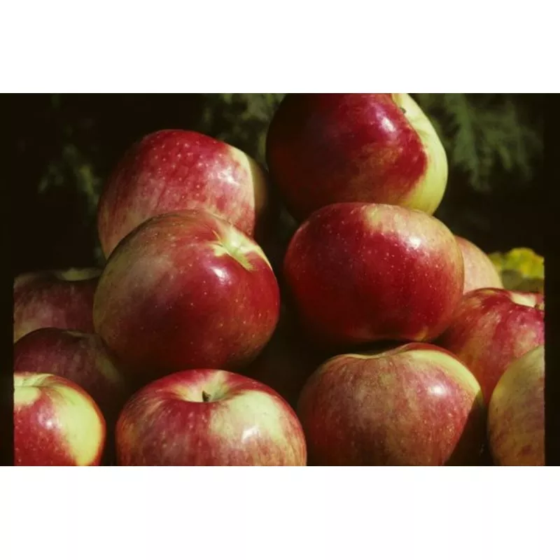 zestar-apple-tree Zestar! Apple Tree