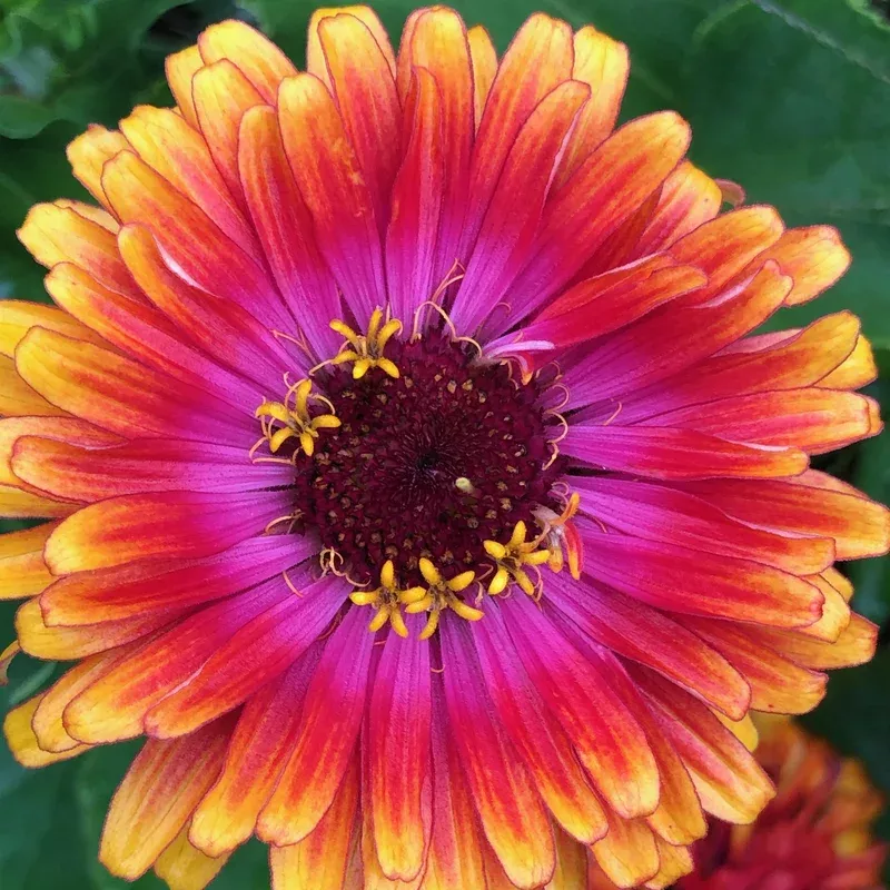 zinnia-dreamin-mix Zinnia Dreamin’ Mix