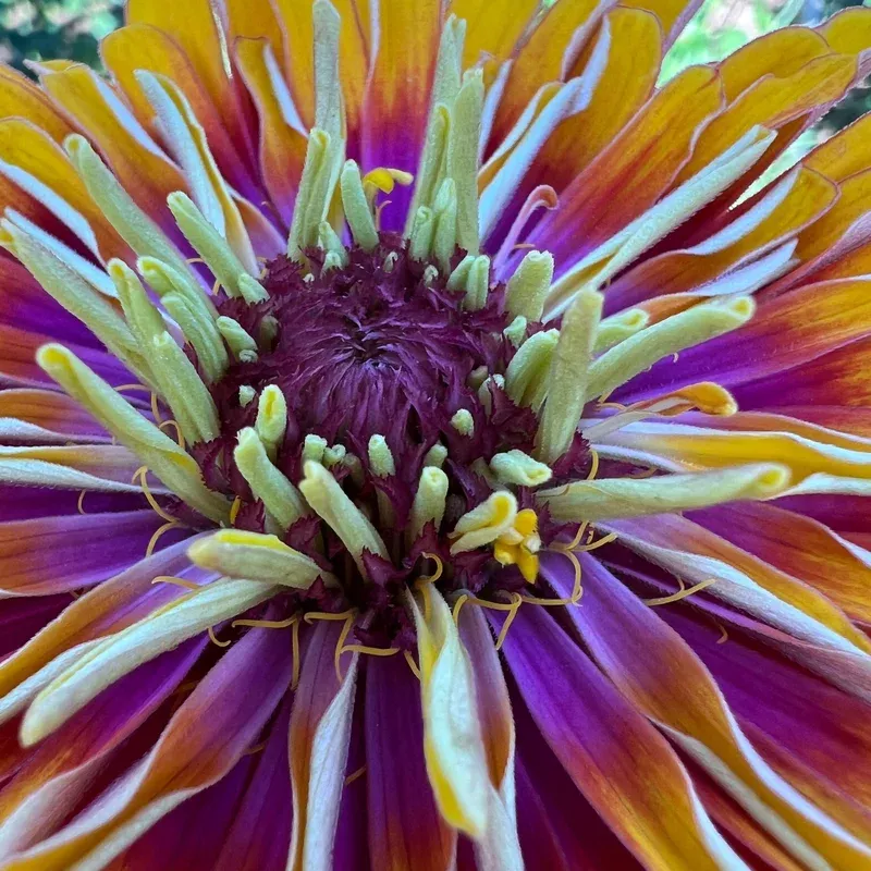 zinnia-dreamin-remix Zinnia Dreamin’ Remix