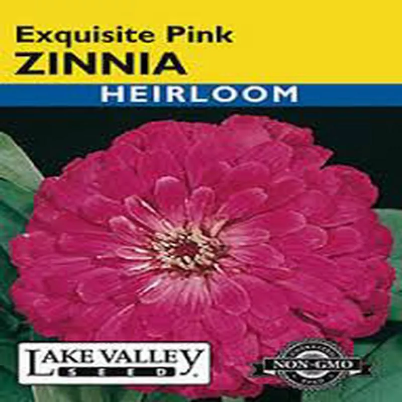 zinnia-exquisite-pink-heirloom ZINNIA EXQUISITE PINK HEIRLOOM