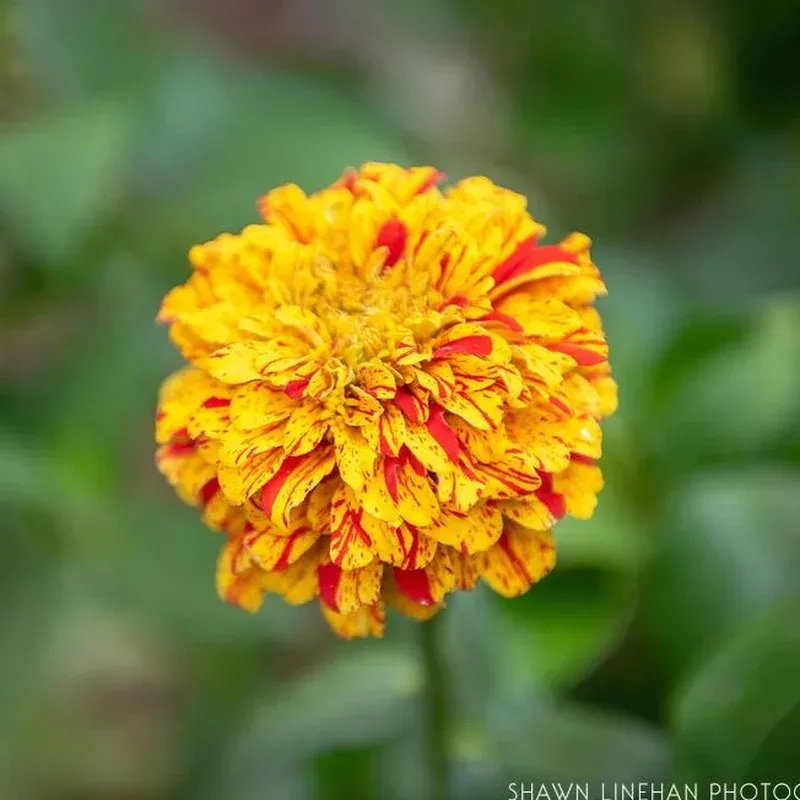 zinnia-firestarter Zinnia Firestarter