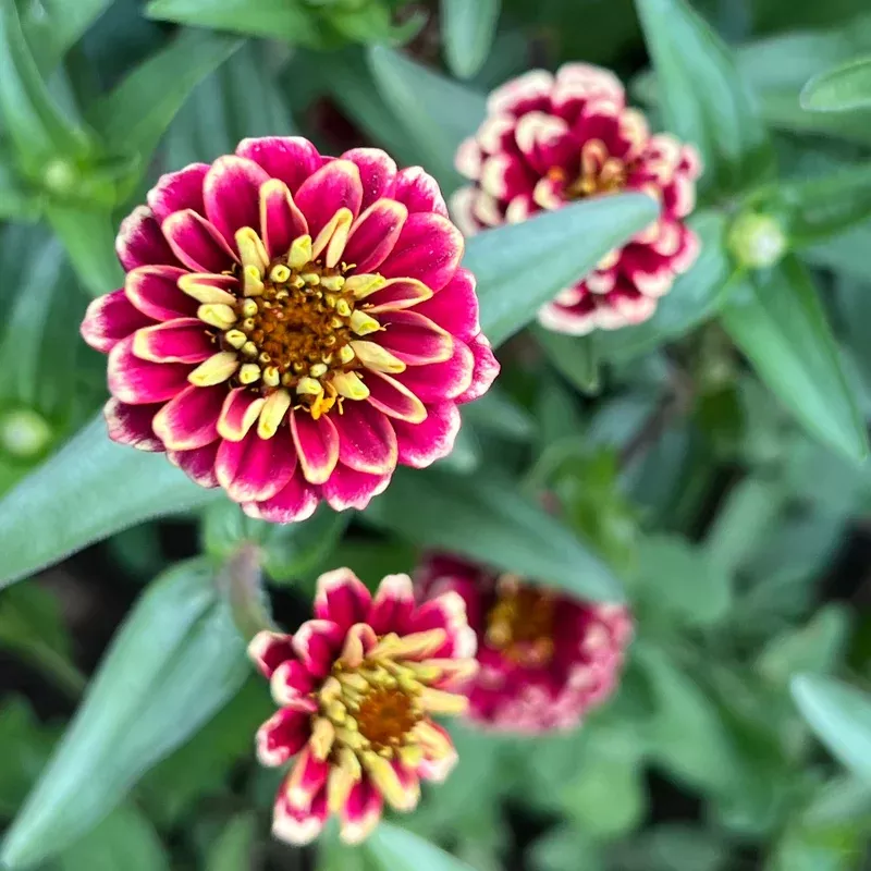 zinnia-jazzy-mix Zinnia Jazzy Mix