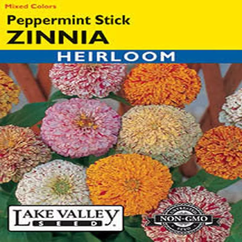 zinnia-peppermint-stick-mixed-colors-heirloom ZINNIA PEPPERMINT STICK MIXED COLORS HEIRLOOM