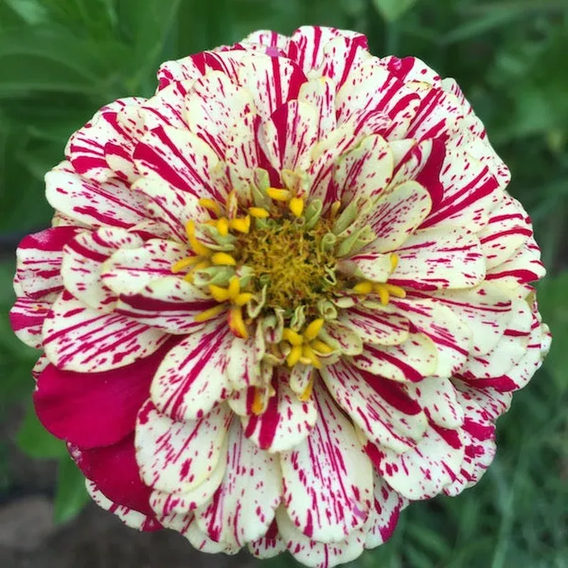 zinnia-peppermint-stick Zinnia Peppermint Stick