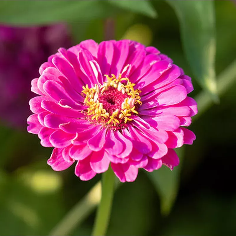 zinnia-purple-dahlia Zinnia Purple Dahlia