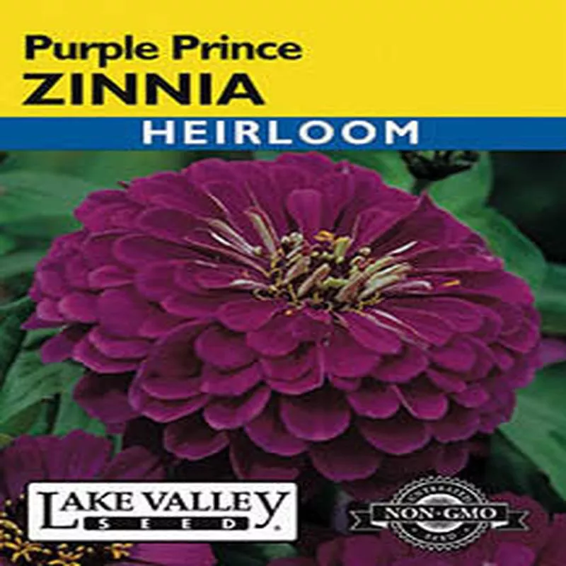 zinnia-purple-prince-heirloom ZINNIA PURPLE PRINCE HEIRLOOM