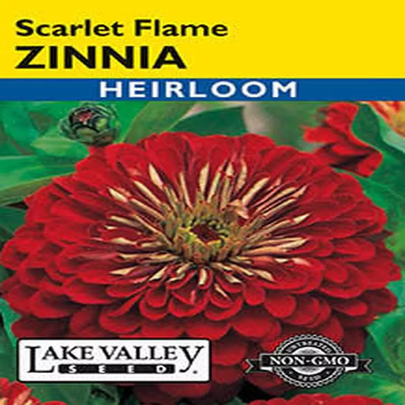 zinnia-scarlet-flame-heirloom ZINNIA SCARLET FLAME HEIRLOOM