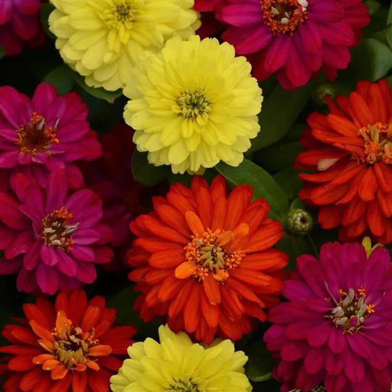 zinnia-zahara-brilliant-mix-jumbo-6-pack ZINNIA ZAHARA BRILLIANT MIX – JUMBO 6 PACK