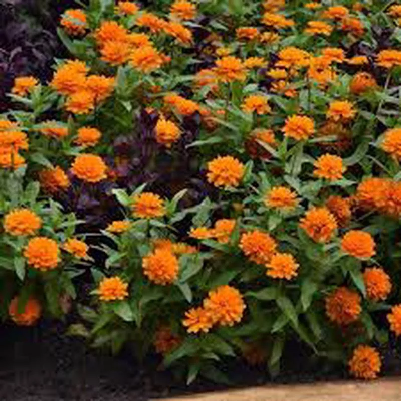 zinnia-zahara-double-bright-orange-profusion-orange-10-pot Zinnia Zahara Double Bright Orange/Profusion Orange – 10 Pot