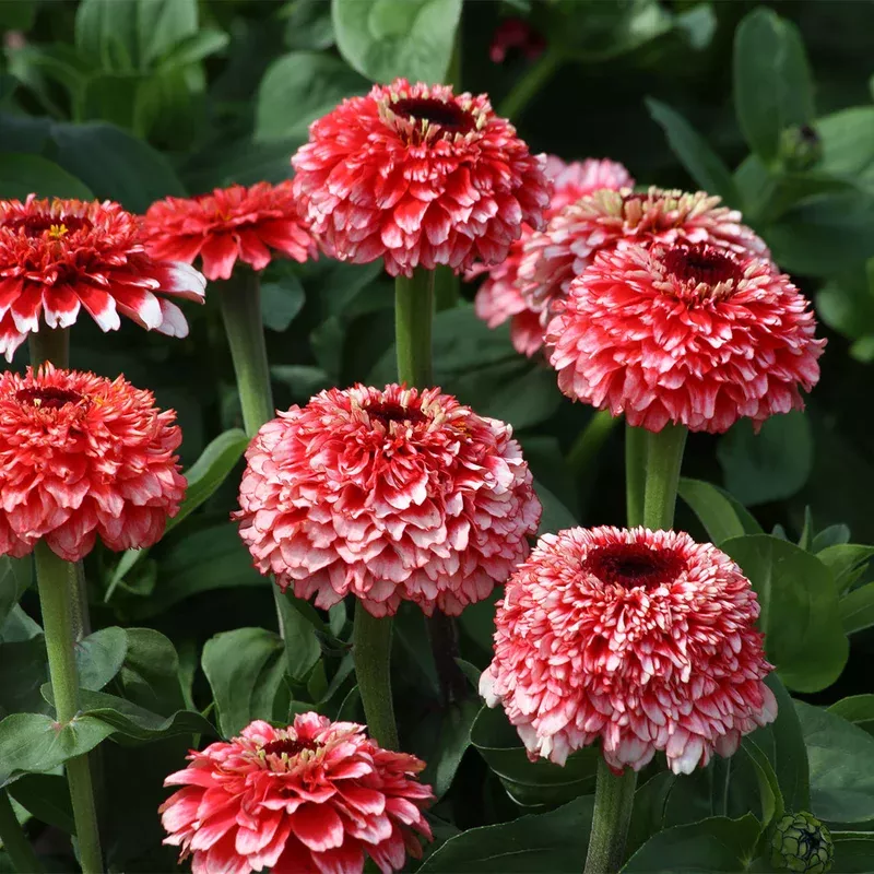 zinnia-zinderalla-fizz Zinnia ‘Zinderalla Fizz’