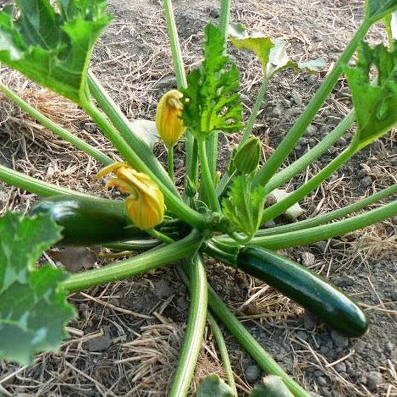 Zucchini Dark Star