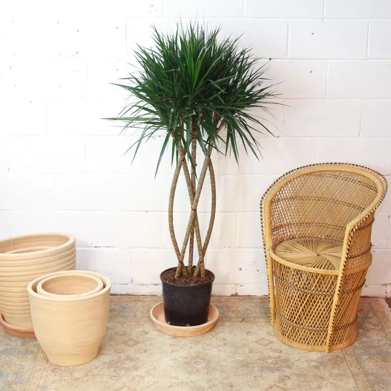 Zulu Weave Dragon Tree: Dracaena marginata – 10 inch pot – 5 foot tall