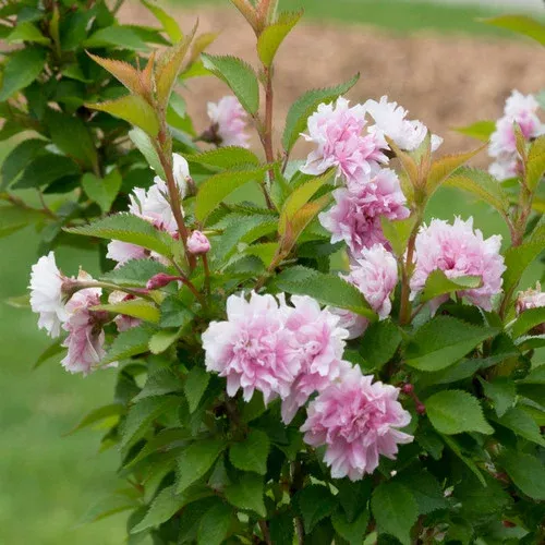 Zuzu Ornamental Cherry