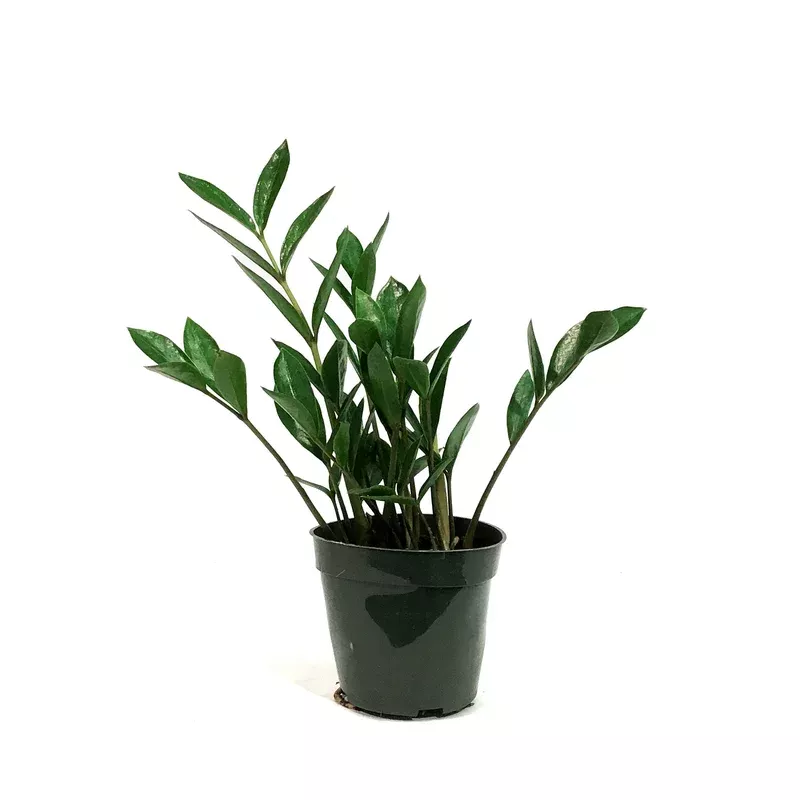 ZZ Plant 4in Zamioculcas Zamiifolia Zamicro