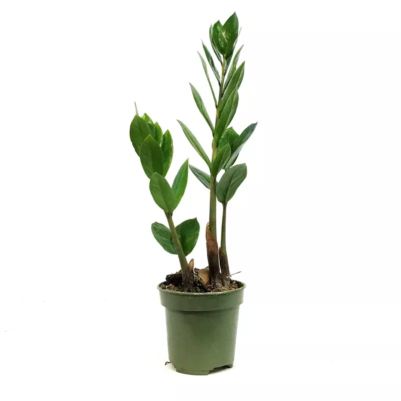 ZZ Plant 4in Zamioculcas Zamiifolia
