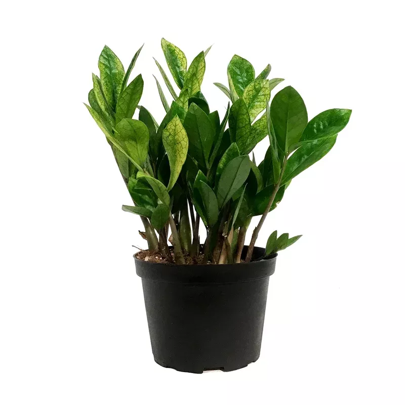 ZZ Plant 6in Zamioculcas Zamiifolia Chameleon
