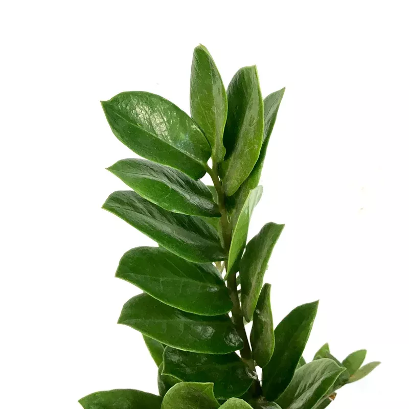 ZZ Plant 8in Zamioculcas Zamiifolia