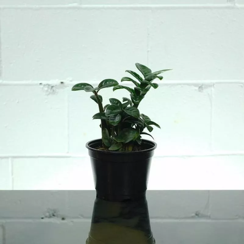 ZZ Plant Compact Leaf: Zamioculcas zamiifolia ‘Zenzi’ – 6 inch pot